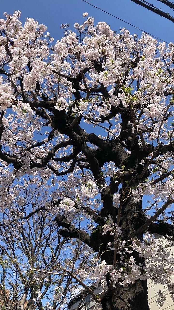 桜の季節がやってきた！桜満開ハルウララ！！